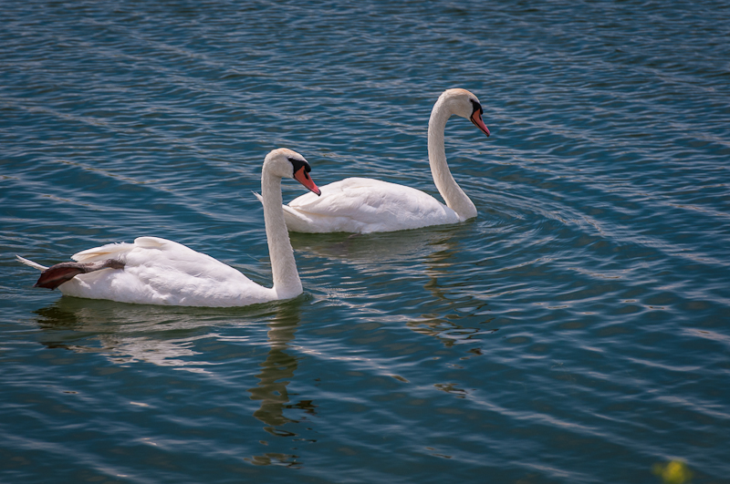 Gallery – A Couple of Swans